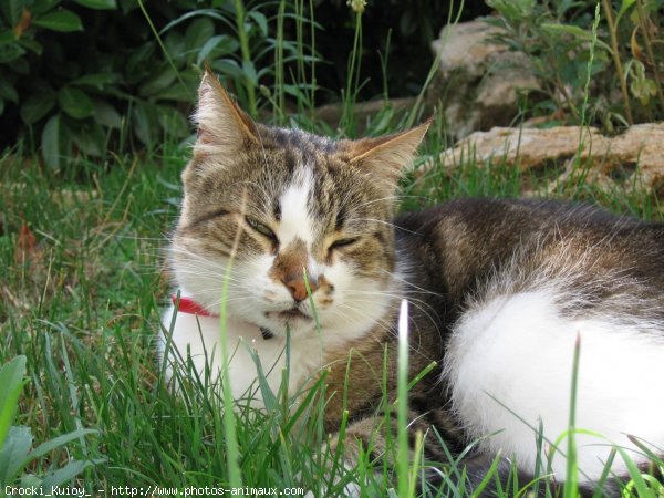 Photo de Chat domestique