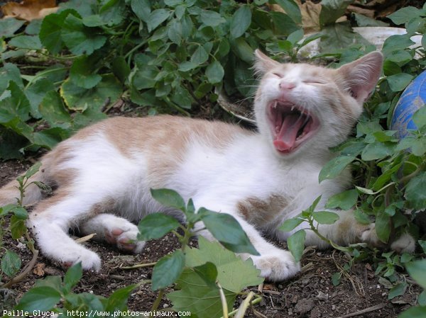 Photo de Chat domestique