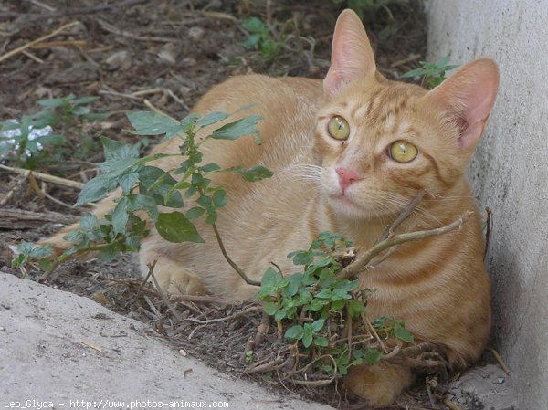 Photo de Chat domestique