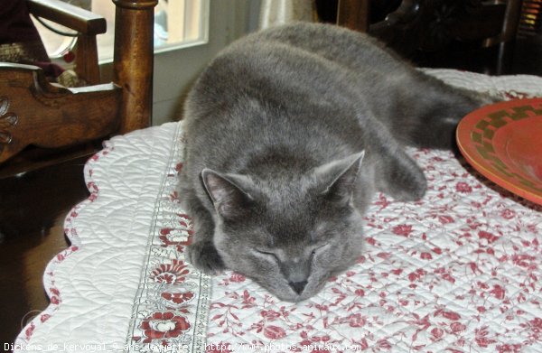 Photo de Chartreux