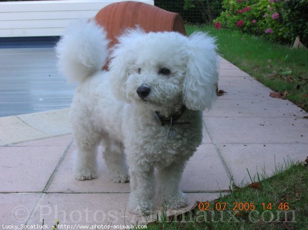 Photo de Bichon  poil fris