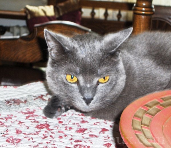 Photo de Chartreux