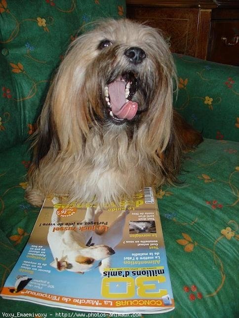 Photo de Lhassa apso