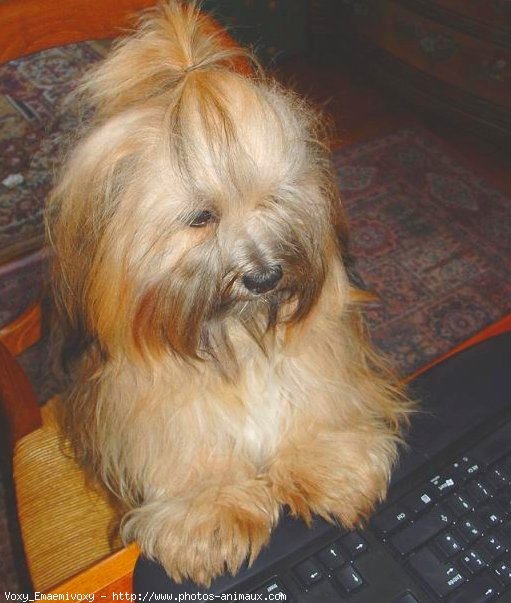 Photo de Lhassa apso