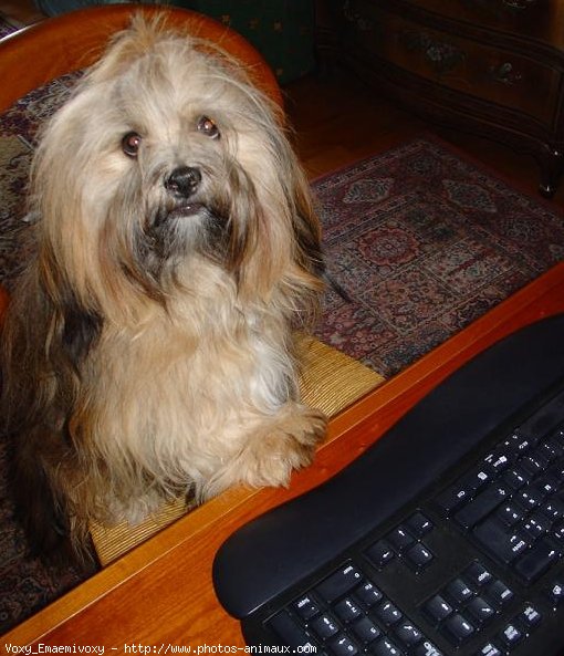 Photo de Lhassa apso