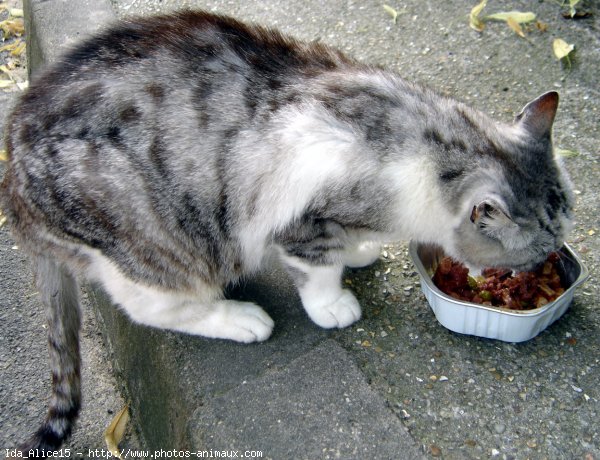 Photo de Chat domestique