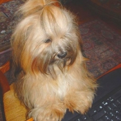 Photo de Lhassa apso