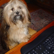 Photo de Lhassa apso