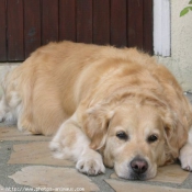 Photo de Golden retriever