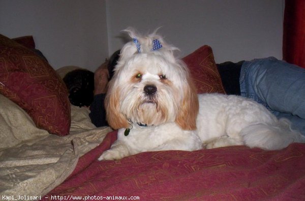 Photo de Lhassa apso