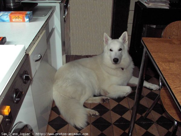 Photo de Berger blanc suisse