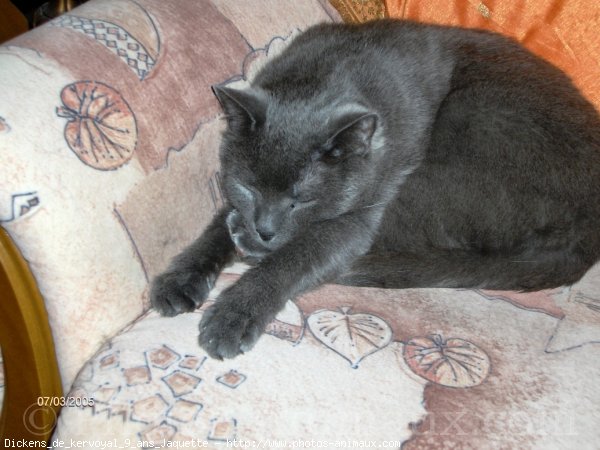 Photo de Chartreux