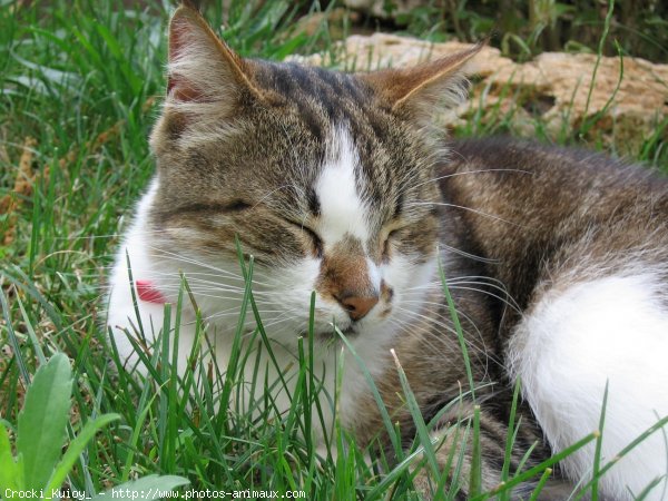 Photo de Chat domestique