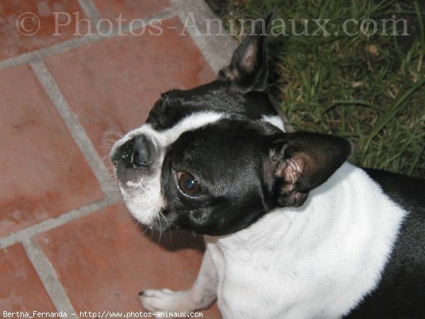 Photo de Boston terrier