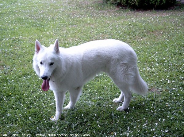 Photo de Berger blanc suisse