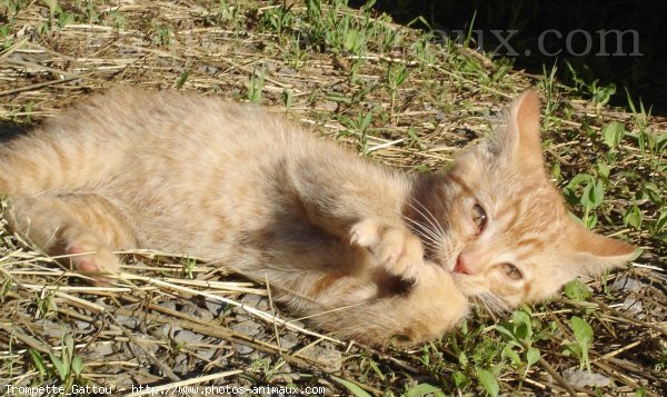 Photo de Chat domestique