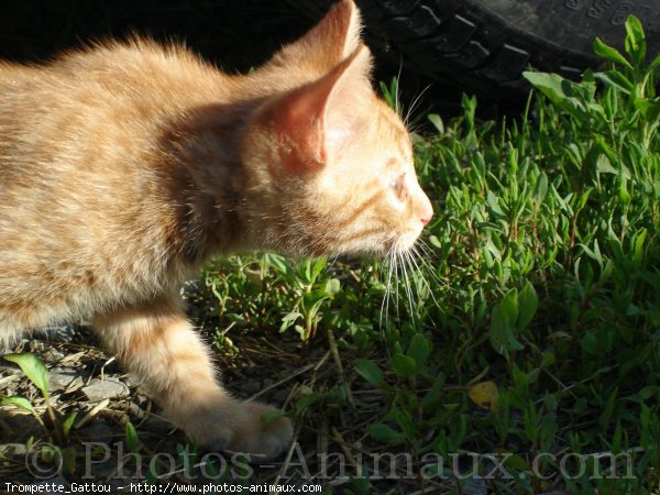 Photo de Chat domestique