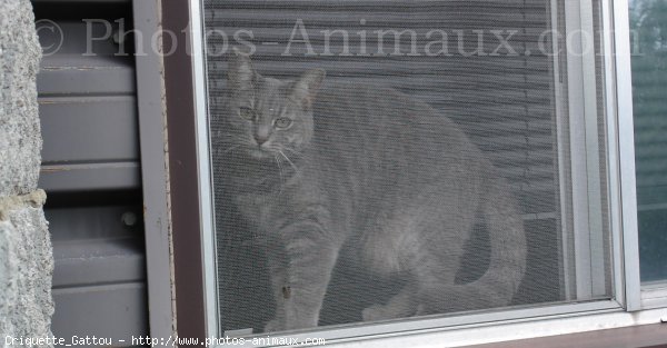 Photo de Chat domestique