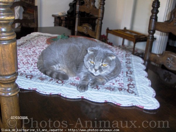 Photo de Scottish fold