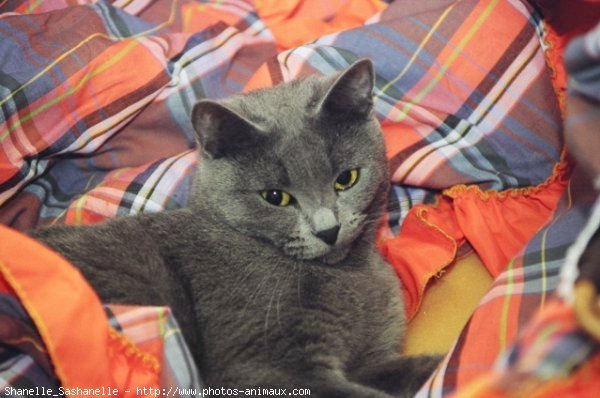 Photo de Chartreux