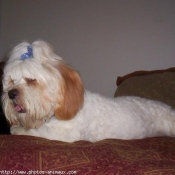 Photo de Lhassa apso