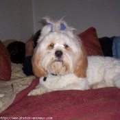 Photo de Lhassa apso