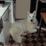 Photo de Berger blanc suisse