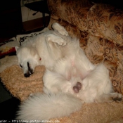 Photo de Berger blanc suisse