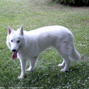 Photo de Berger blanc suisse