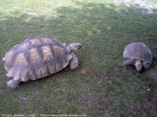 Photo de Tortue