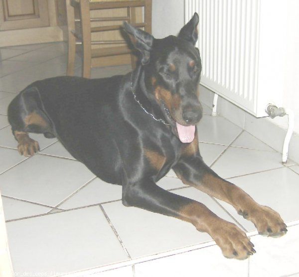 Photo de Dobermann