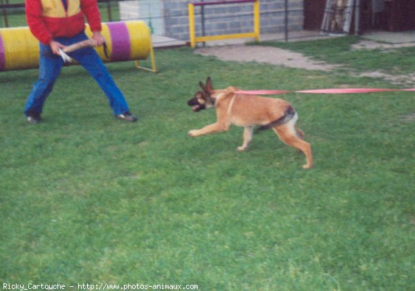 Photo de Berger belge malinois