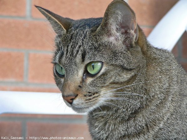 Photo d'Ocicat