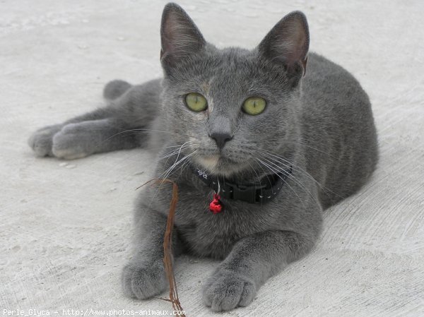 Photo de Chat domestique