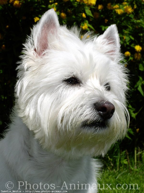 Photo de West highland white terrier