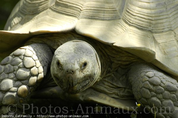 Photo de Tortue