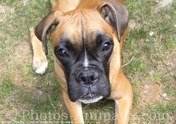 Photo de Boxer