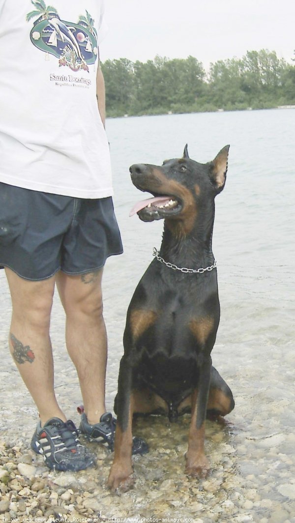 Photo de Dobermann