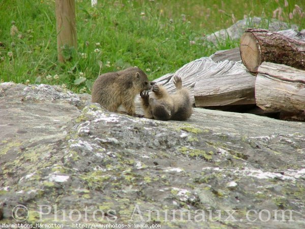 Photo de Marmotte