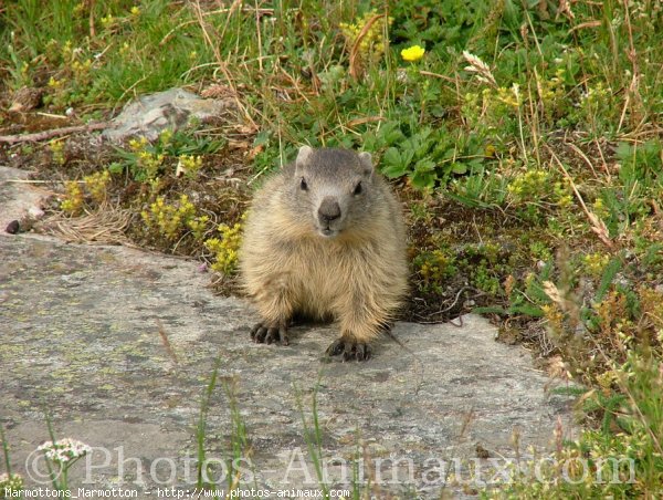 Photo de Marmotte