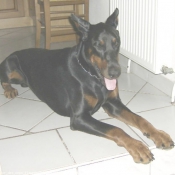 Photo de Dobermann