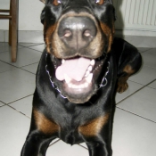 Photo de Dobermann