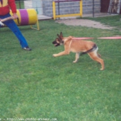 Photo de Berger belge malinois