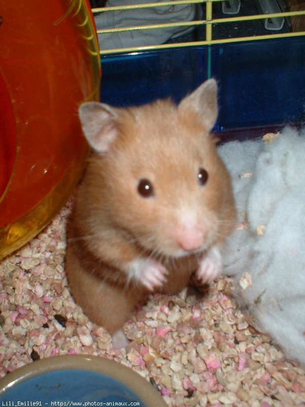 Photo de Hamster