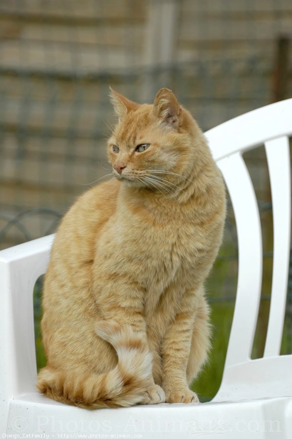 Photo d'European shorthair