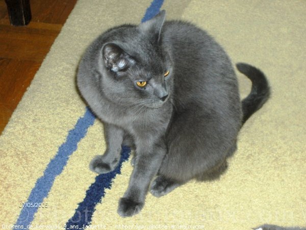 Photo de Chartreux