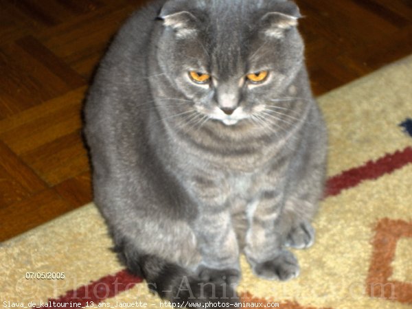 Photo de Scottish fold