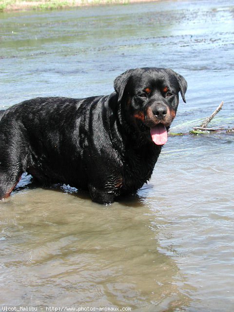 Photo de Rottweiler