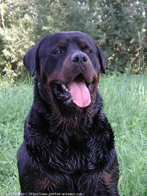 Photo de Rottweiler