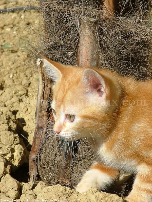 Photo de Chat domestique